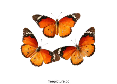 orange butterfly