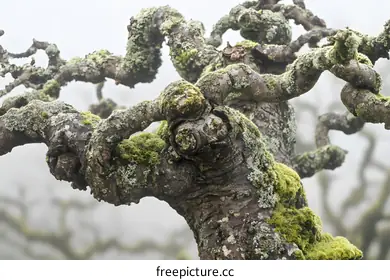 gnarled