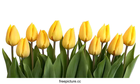 tulips