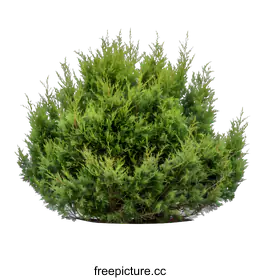 shrub
