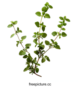 thyme
