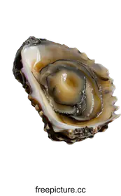 oyster