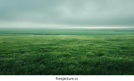 wheat field