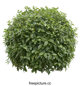 shrub