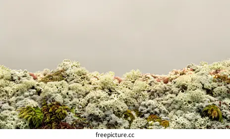 lichen