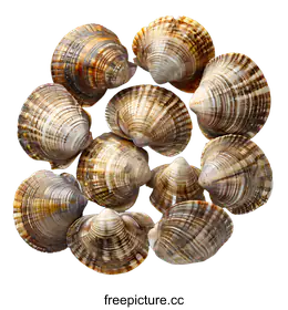 shells