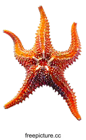 starfish