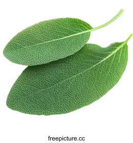sage