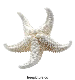 starfish