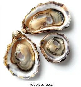 oysters
