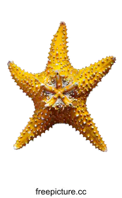 echinoderm