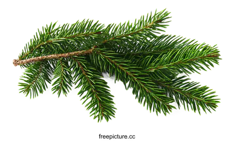 fir