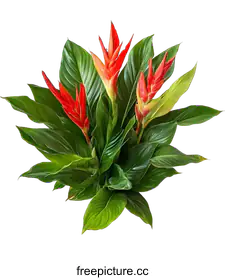 heliconia