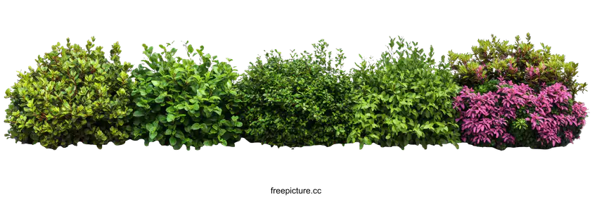 hedges