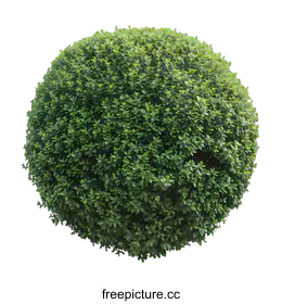 bush