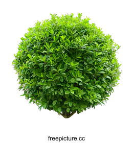 shrub
