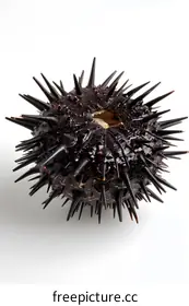 urchin