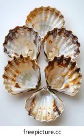 shells