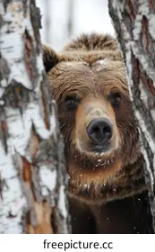 grizzly bear