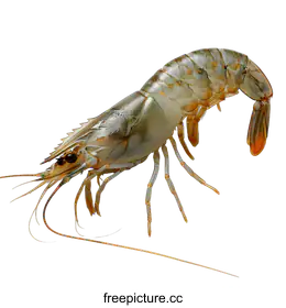 prawn