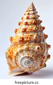 mollusk