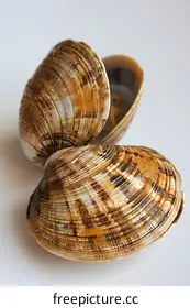 shells