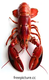 lobster