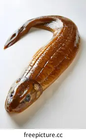 eel