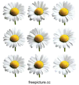daisies