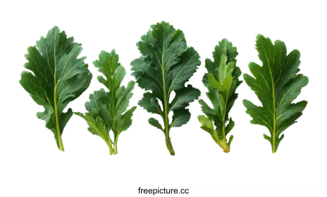 leafy greens