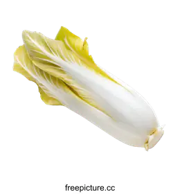chicory