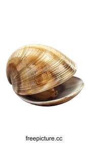 clam