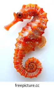 seahorse