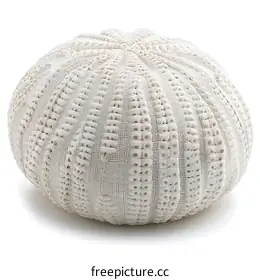 urchin