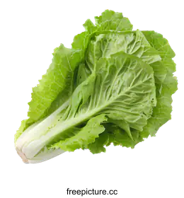 cabbage