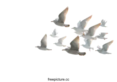 seagulls