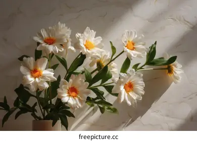 daisies