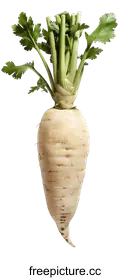 parsnip