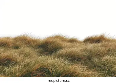 tall grass