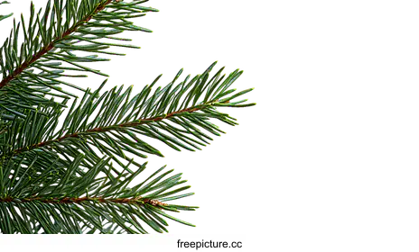 conifer