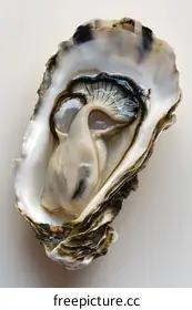 oyster