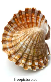 bivalve