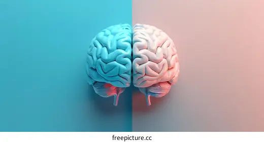 brain