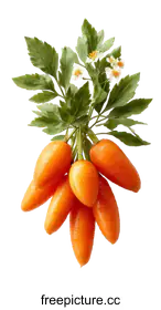 carrots