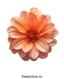 dahlia