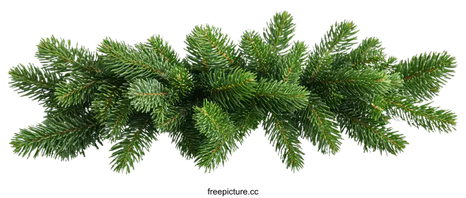fir