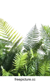 fern leaves