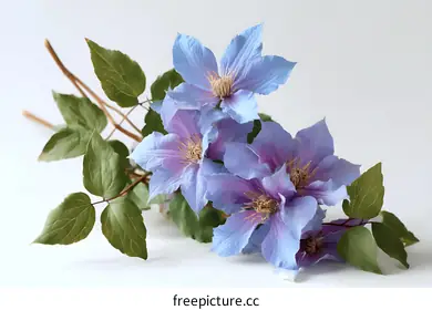 clematis