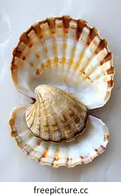 scallop
