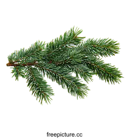 fir